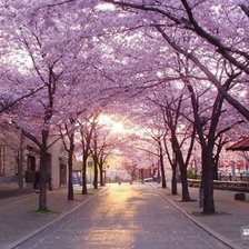 Схема вышивки «Сакура»