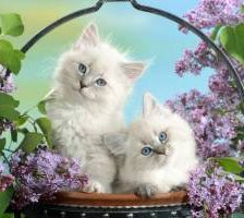 Схема вышивки «киски»