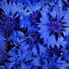 Схема вышивки «Цветы»