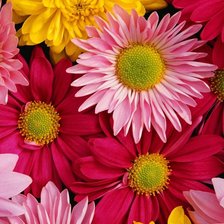 Схема вышивки «Цветы»