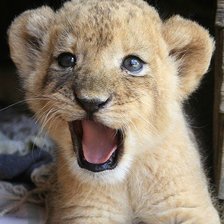 Схема вышивки «львенок»