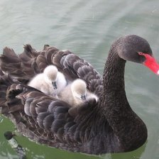 Схема вышивки «лебеди»