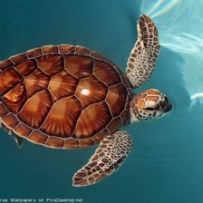 Схема вышивки «черепаха»