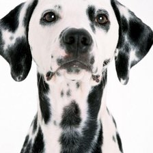 Схема вышивки «собака»