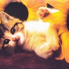 Схема вышивки «котёнок в подсолнухах»