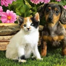 Схема вышивки «серия "животные"»