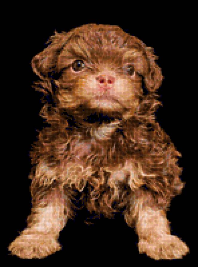 Cобачка - животные, собака - предпросмотр