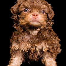 Схема вышивки «Cобачка»