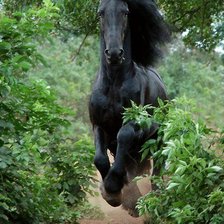 Схема вышивки «Черный конь»