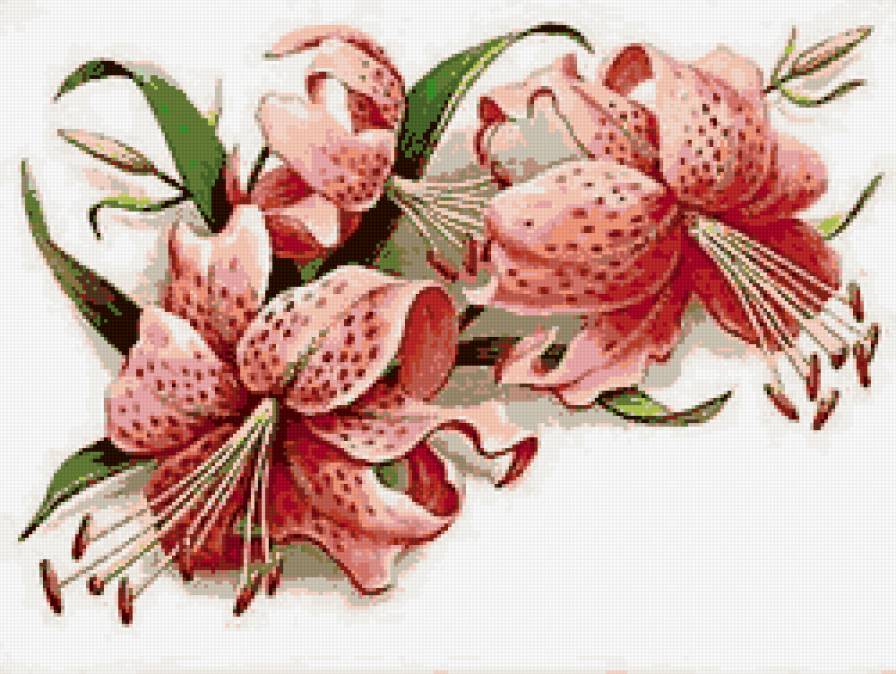 лилия - лилия - предпросмотр