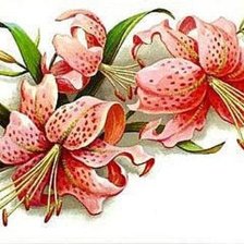 Схема вышивки «лилия»