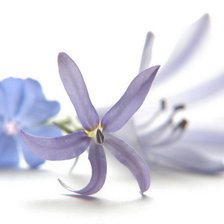 Схема вышивки «Цветы»