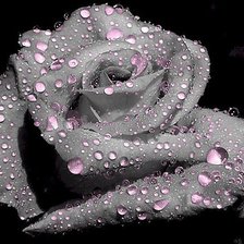 Схема вышивки «роза»