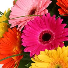 Схема вышивки «герберы»