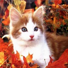 Схема вышивки «Киска в осенней листве»