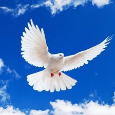 Схема вышивки «Голубь в полете»