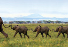 Схема вышивки «Семья слонов»