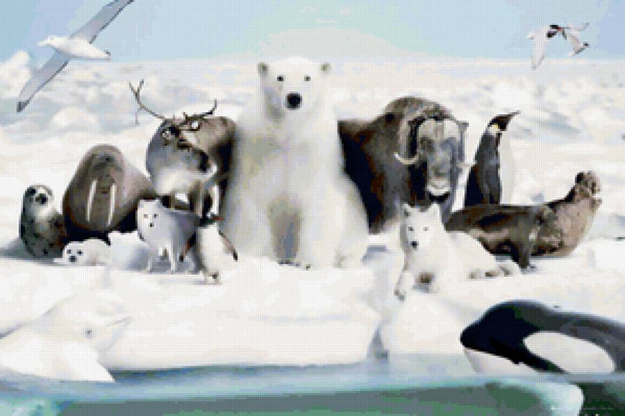frozen-planet - животные, север, морж, медведь, волк, звери, лед - предпросмотр