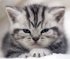 Схема вышивки «котик»