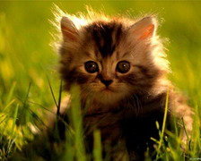 Схема вышивки «котенок»