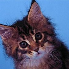 Схема вышивки «Котенок»