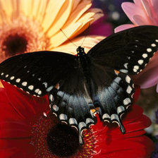 Схема вышивки «бабочка»