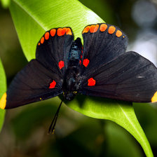Схема вышивки «бабочка»