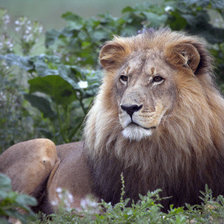Схема вышивки «Царь зверей»