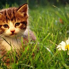 Схема вышивки «Котенок с ромашкой»