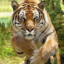 Схема вышивки «Тигр в прыжке»