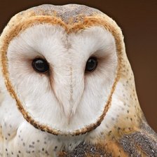 Схема вышивки «№156735»