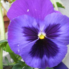 Схема вышивки «фиалка»