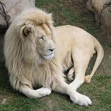 Схема вышивки «лев»