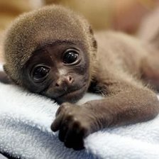 Схема вышивки «Обезьянка»