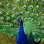 Схема вышивки «павлин»