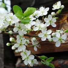 Схема вышивки «цветы»