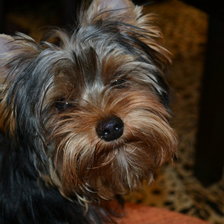 Схема вышивки «Ричи»