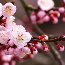 цвет яблони