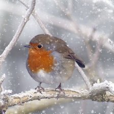 Схема вышивки «№157883»