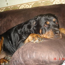 Схема вышивки «Ротвейлер»