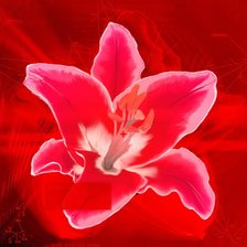 Схема вышивки «лилия»