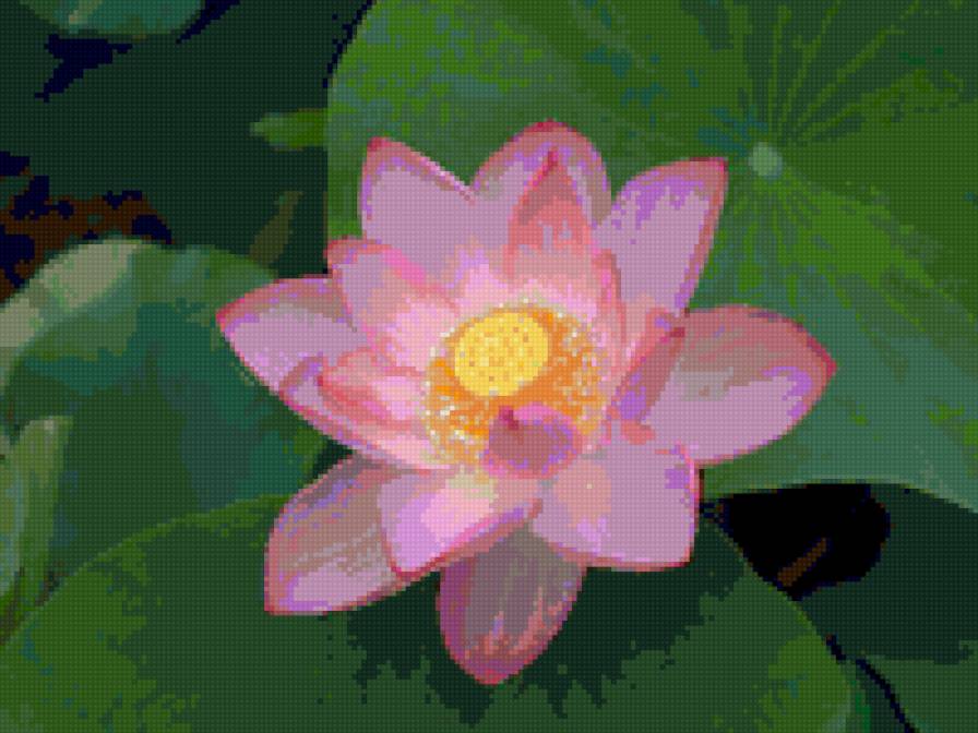 лотос - цветы - предпросмотр