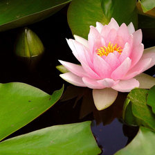 Схема вышивки «лотос»