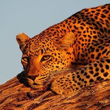 Схема вышивки «№158011»