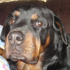 Схема вышивки «Ротвейлер 5»