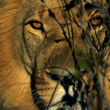 Схема вышивки «Царь зверей»