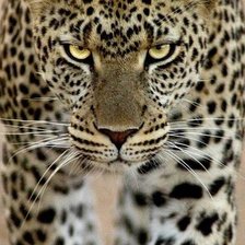 Схема вышивки «Гроза зверей»