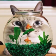 Схема вышивки «Кот и золотая рыбка»