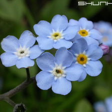 Схема вышивки «Незабудки»