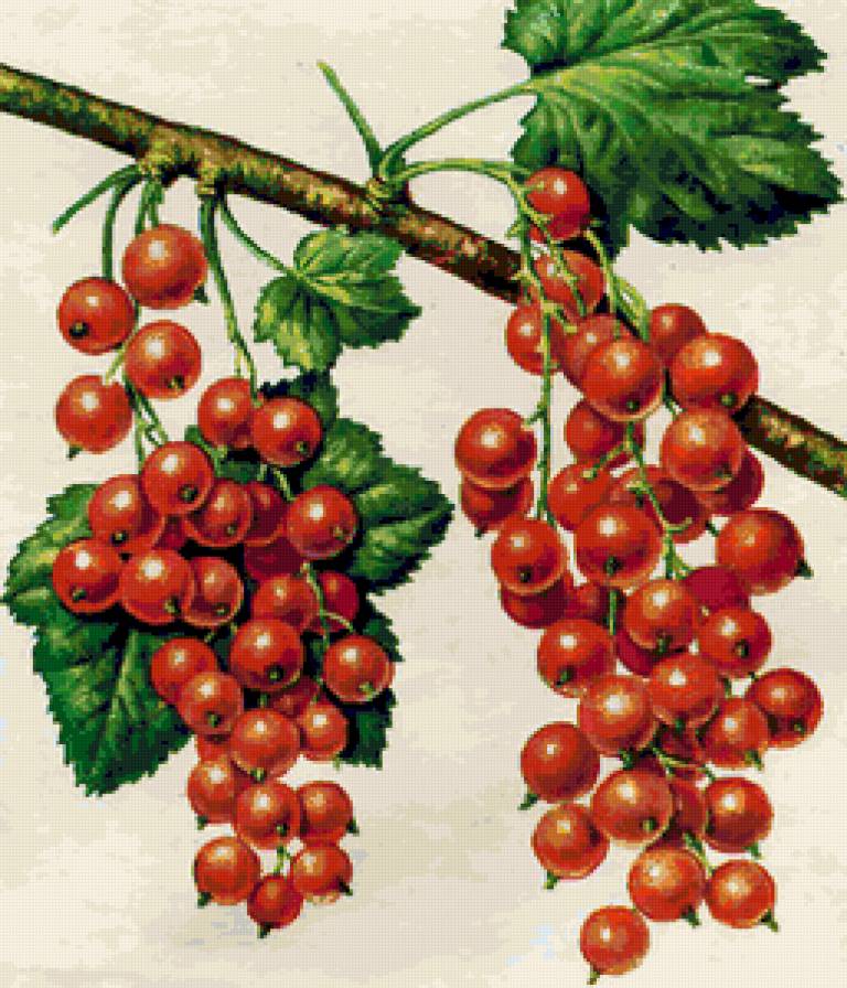 Панно с ягодами - ягодки, ягоды, красная смородина, веточка, смородина - предпросмотр